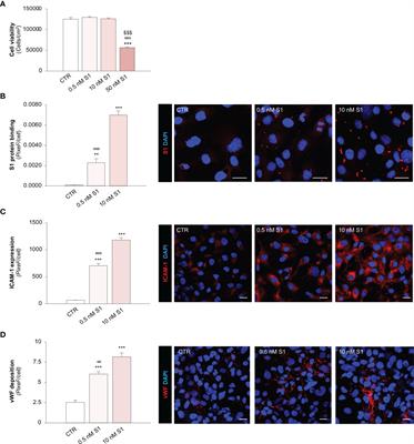 SARS-CoV-2 Spike Protein 1 Activates Microvascular Endothelial Cells and Complement System Leading to Platelet Aggregation